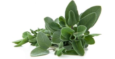 The Incredible Benefits Of Sage For Our Health