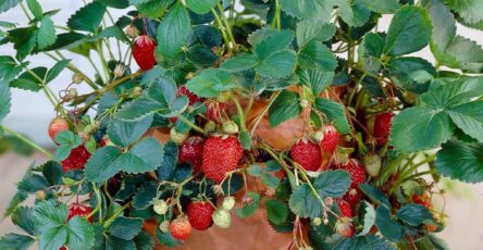 How To Grow Large And Juicy Strawberries At Home