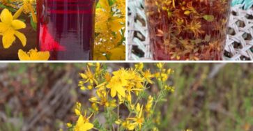 John’s Wort And How It Can Be Used Wonderful Benefits