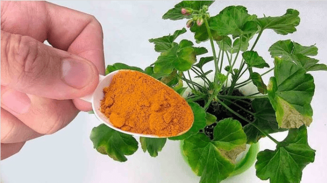 Put It In All Indoor Plants You Will See The Results In Real Time