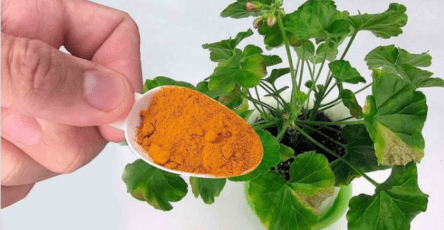 Put It In All Indoor Plants You Will See The Results In Real Time