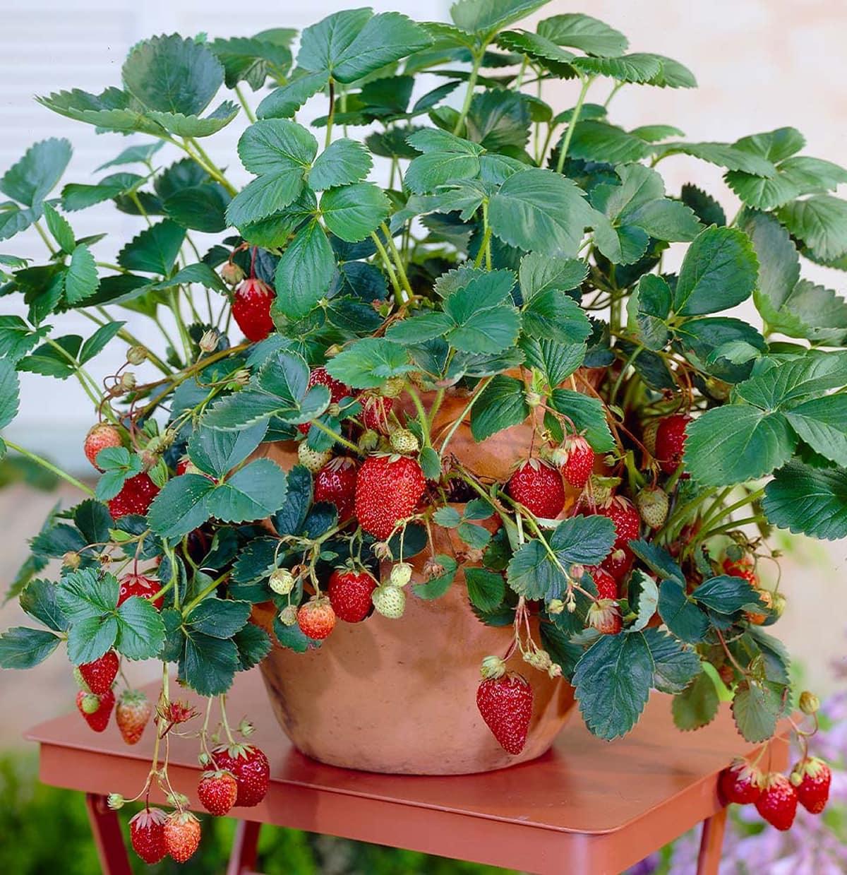 How To Grow Large And Juicy Strawberries At Home