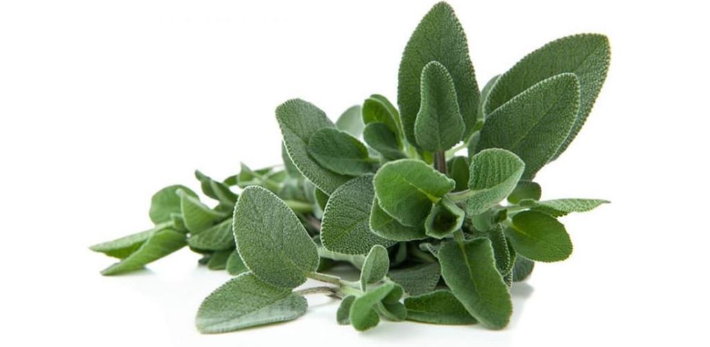 The Incredible Benefits Of Sage For Our Health