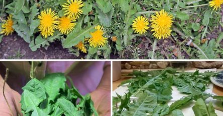 Dandelion Grows Everywhere And Is A Plant Rich In Therapeutic Properties