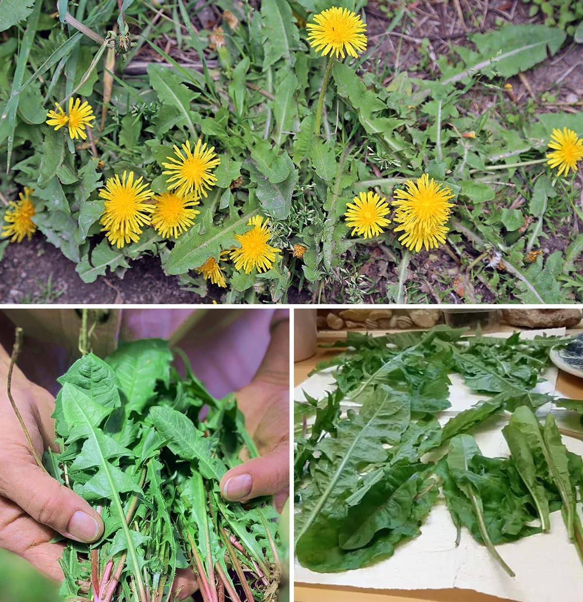 Dandelion Grows Everywhere And Is A Plant Rich In Therapeutic Properties